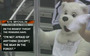 Penguins' Fans Taunt Bryzgalov With Bear Costumes