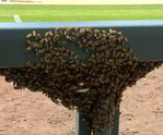 Bees Delay Rockies-Diamondbacks Gam