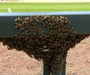 Bees Delay Rockies-Diamondbacks Game