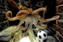 Octopus Picks Germany over Argentina