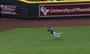 Carlos Gonzalez Lays Out