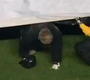Grounds Crew Member Gets Stuck Under Tarp