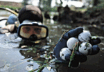 Diving for Golf Balls